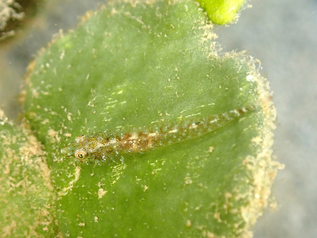 Bilobed ghostgoby (Pleurosicya bilobata) — Gobiidae