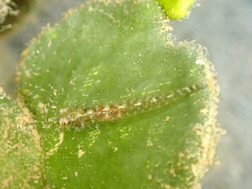 Bilobed ghostgoby (Pleurosicya bilobata) — Gobiidae