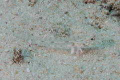 Fusigobius