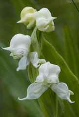 Disperis wealei