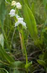 Disperis wealei