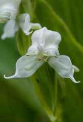 Disperis wealei