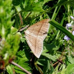 Petrophora chlorosata