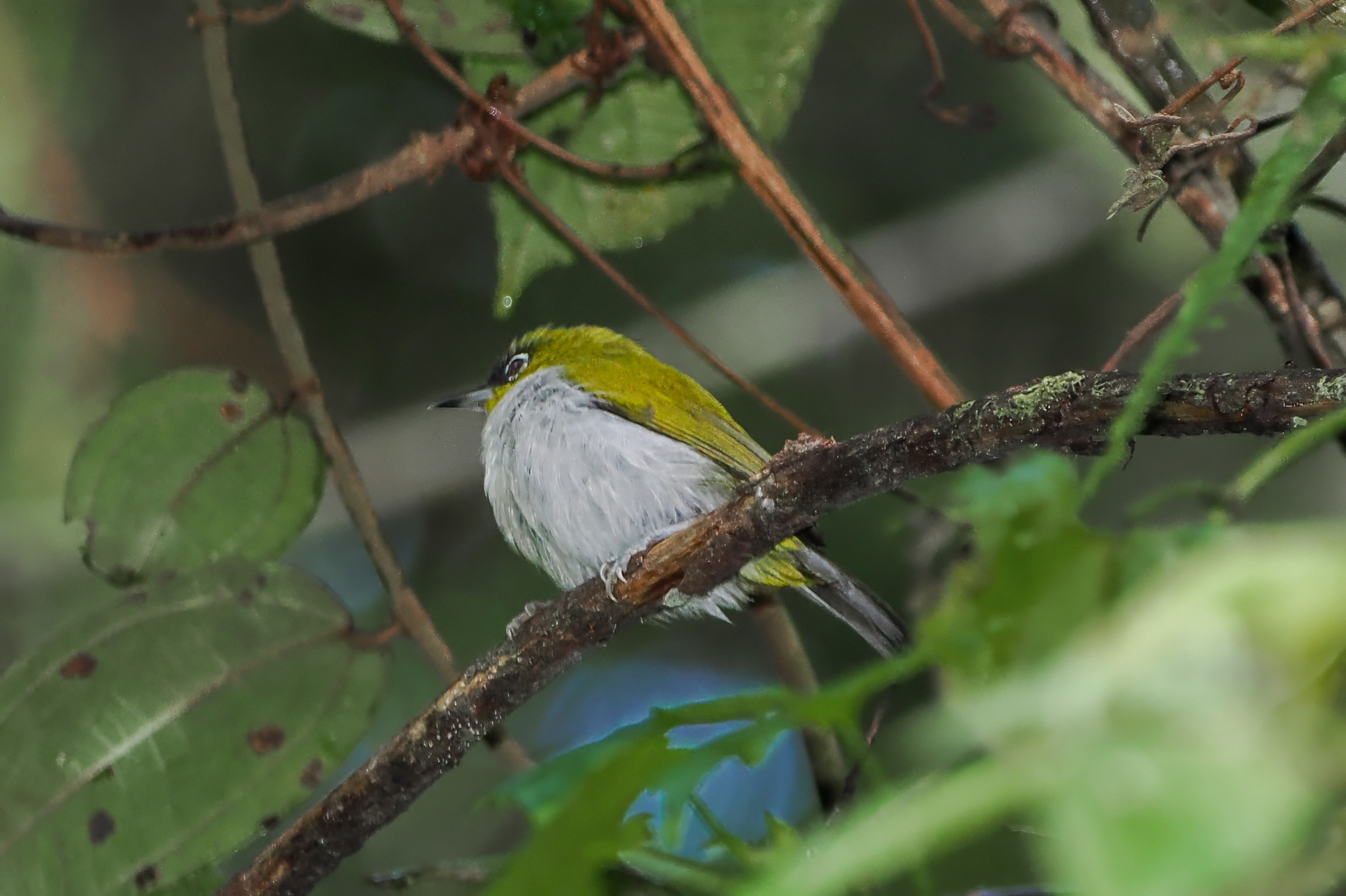 Black-crowned White-eye (Zosterops atrifrons), photo 7