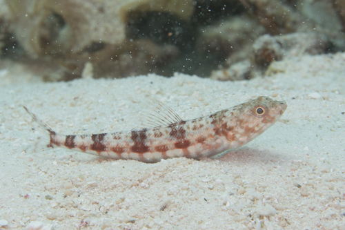 Variegated Lizardfish — seen at this dive site