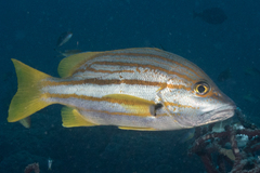 Lutjanus carponotatus
