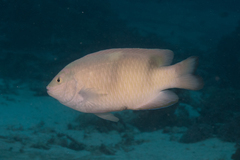 Two-Barred Puller photo 3