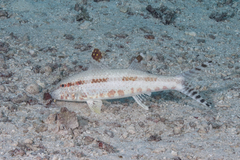 Freckled Goatfish photo 5