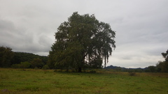 Taxodium mucronatum