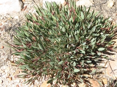 Pelargonium lanceolatum