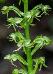 Habenaria malacophylla
