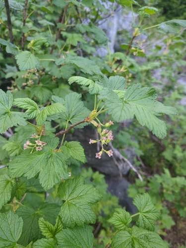 Mapleleaf currant (Ribes acerifolium)