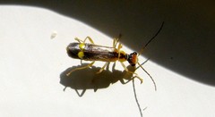 Malthinus seriepunctatus