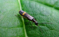 Malthodes marginatus