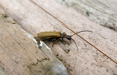 Rhagonycha nigriventris