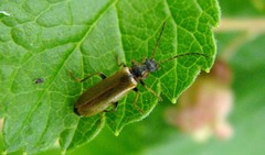 Rhagonycha nigriventris