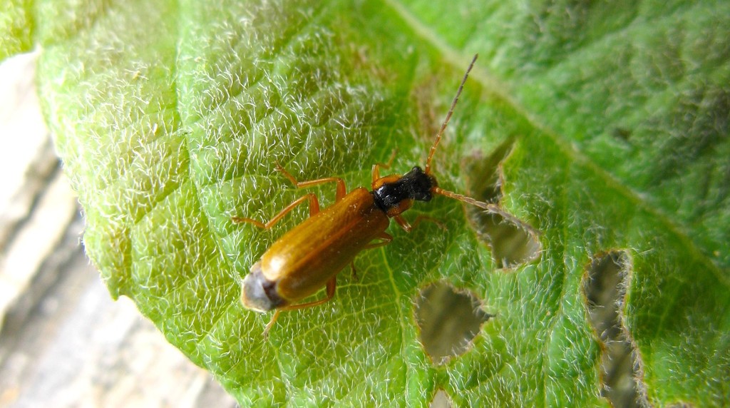 Rhagonycha testacea