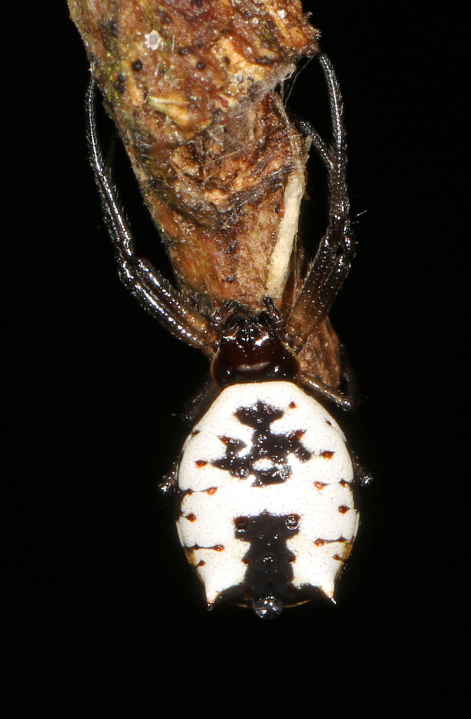 white micrathena