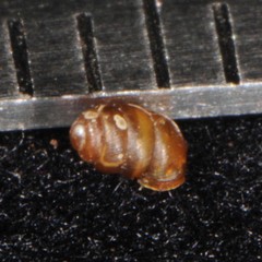 Pupilloidea