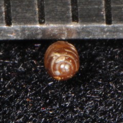 Pupilloidea