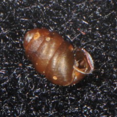 Pupilloidea