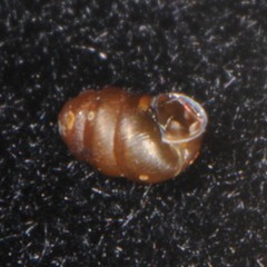 Pupilloidea