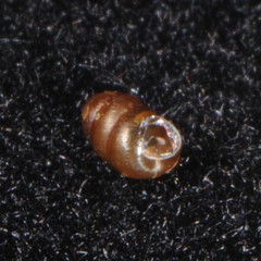 Pupilloidea
