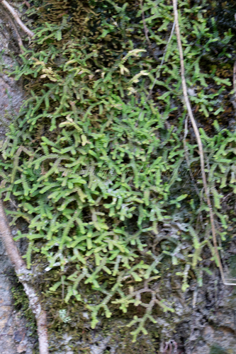Selaginella heterostachys iNat (3)