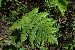 Ctenitis subglandulosa