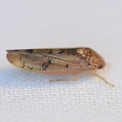 Ponana quadralaba