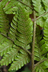 Ctenitis subglandulosa