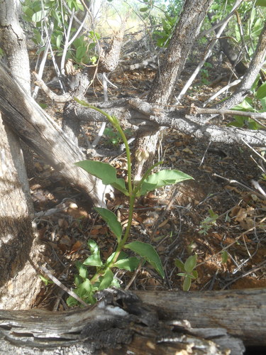 Ceropegia crassifolia image