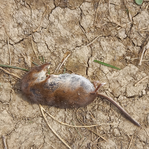Šumska rovka (Sorex araneus)