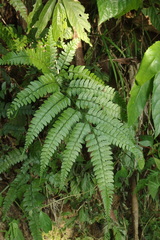 Arachniodes rhomboidea