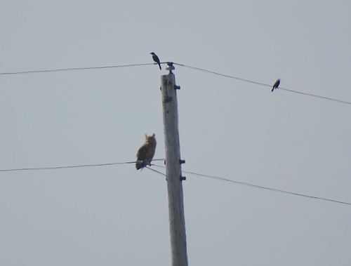 Great Horned Owl photographed in North Dakota