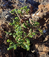 Euphorbia amplexicaulis