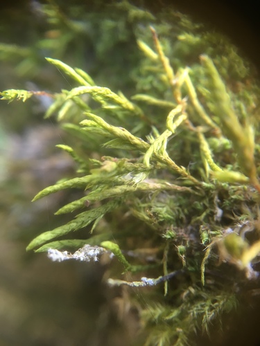 Lateral Cryphaea