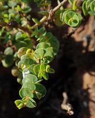 Euphorbia amplexicaulis