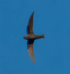 Black Swift photo 2