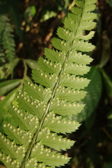 Arachniodes rhomboidea