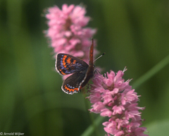 Lycaena helle