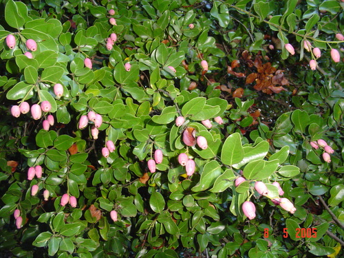 Cryptocarya alba