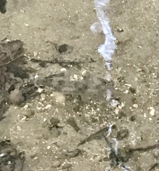 Salmo trutta