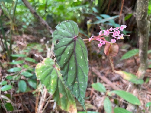 Begonia everettii (Begonia everettii)