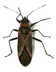 Arocatus rusticus