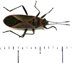 Arocatus rusticus