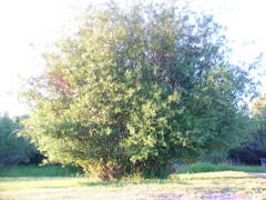 Salix lemmonii