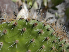 Opuntia helleri