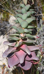 Leucadendron cordatum