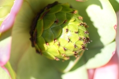 Leucadendron cordatum